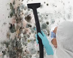 Best Basement Mold Removal  in Frazier Park, CA